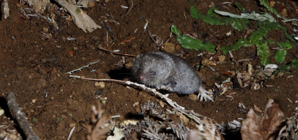 ニホンジネズミ