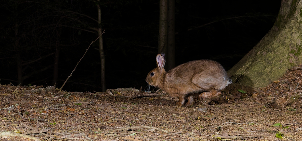 ニホンノウサギ