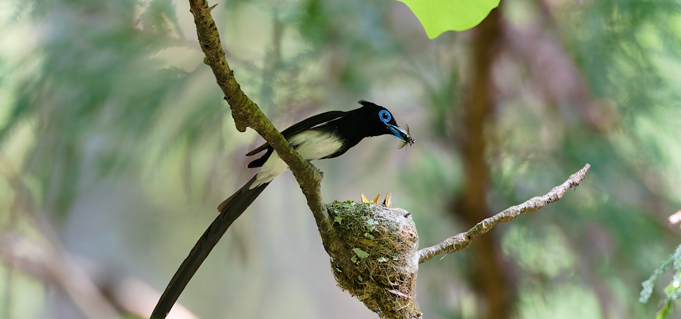 サンコウチョウ